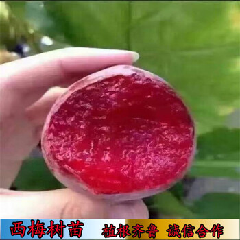 萊斯頓西梅樹苗結(jié)果樹采集接穗,寧夏哪里數(shù)量多