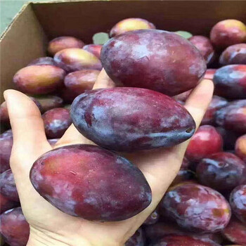臺灣法蘭西優系西梅苗,栽植技術