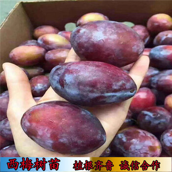 3公分塔爾瑪西梅樹苗,毛桃砧木