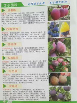 萊斯頓西梅樹苗野酸梅砧木苗嫁接,安徽哪里賣