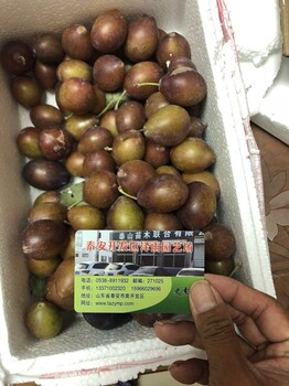 大西梅苗品种,辽宁哪里培育