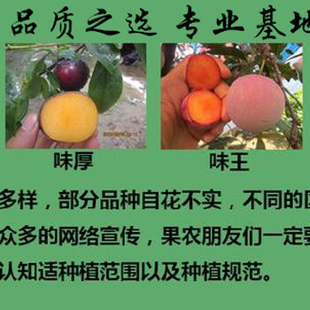 3公分塔爾瑪西梅樹苗,毛桃砧木