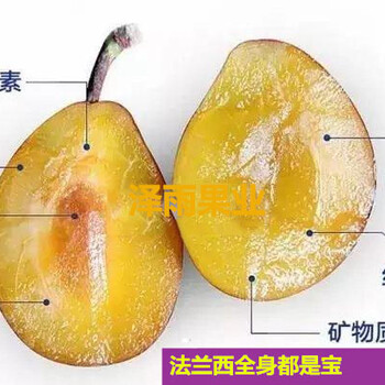 1.5高雙1新梅4號西梅樹苗,毛櫻桃砧木