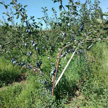 四川卯爺西梅苗栽植技術(shù)