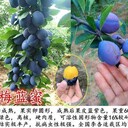 新梅4號(hào)西梅樹(shù)苗直接發(fā)苗,遼寧基地基地哪里