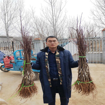 河北優(yōu)系大果法蘭西西梅苗,供應(yīng)接穗2萬條