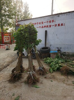 啥本特櫻桃苗自花結實,組培吉塞拉12號砧木苗