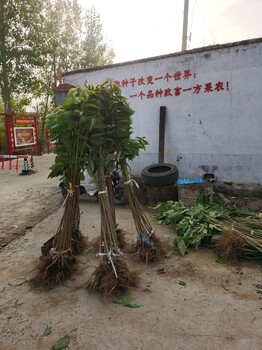 纳瑞钠樱桃苗当年结果.斯凯拉雷樱桃苗生茬地育苗