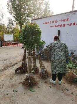 甜蜜9月樱桃苗4年.黑滋尔樱桃苗山东育苗基地