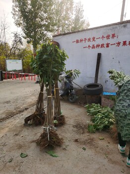 1米高早科維克櫻桃苗,全國郵寄2公分當(dāng)年結(jié)果