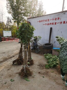 黑滋尔樱桃苗三年.斯凯拉雷樱桃苗SSA细长纺锤形栽植技术