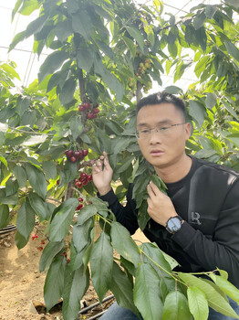 斯凯拉蕾樱桃苗1.5高双1.纳瑞钠樱桃苗适合全国栽植