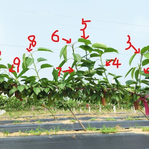 2公分福翠樱桃苗,种植结果大树展示