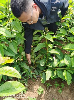 澳科斯塔樱桃苗规格全部现挖现发,组培吉塞拉6号砧木苗