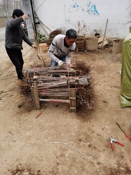 矮化格雷斯星櫻桃樹基地指導種植,克雷姆斯克5號砧木苗