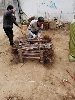 甜蜜9月樱桃苗4年.黑滋尔樱桃苗山东育苗基地