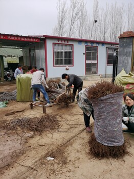 黑滋尔樱桃苗三年.斯凯拉雷樱桃苗SSA细长纺锤形栽植技术