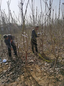 克里斯汀樱桃苗5年生.早科樱桃苗山西育苗场