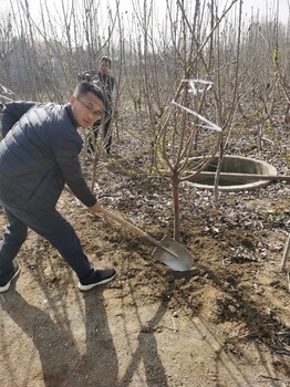 早科樱桃苗地径1公分.无名黄果樱桃苗生茬地育苗