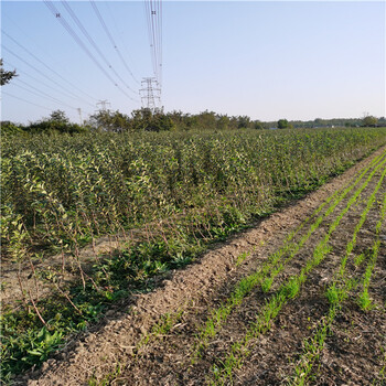 矮化m9t337砧木雨露红苹果苗品种介绍,品种