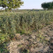 矮化m9t337砧木日本月香苹果树苗,1年生育苗