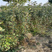 脱毒矮化维纳斯黄金苹果树苗,2年生育苗