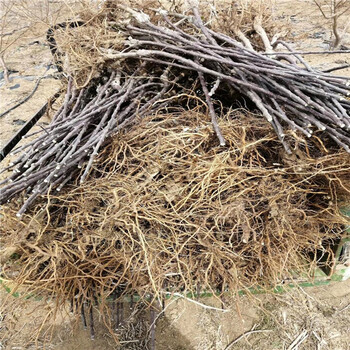 矮化甘紅蘋(píng)果苗栽植技術(shù),上佳口感
