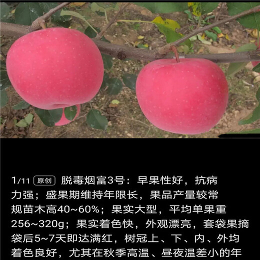 八棱海棠砧木红蜜脆苹果苗全国邮寄2公分当年结果