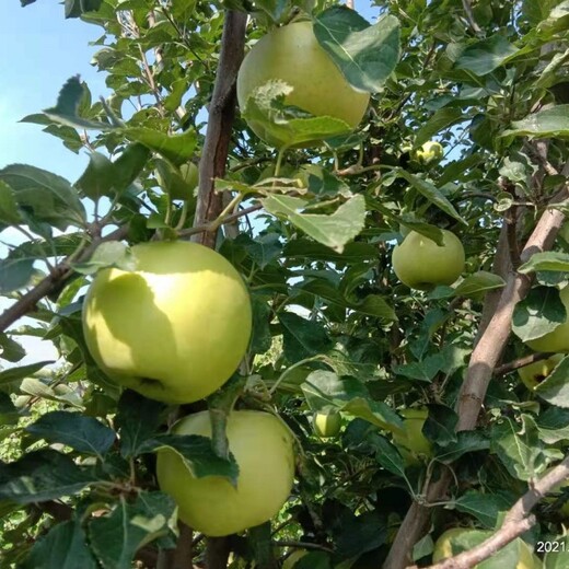 m9t337砧木秦月苹果树苗,4公分树苗