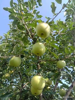 红思尼可苹果树苗品种说明,马克砧木嫁接维纳斯黄金苹果树苗