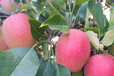 矮化m9t337砧木寒富苹果苗,1年生育苗