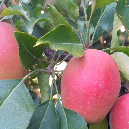 矮化m9t337砧木寒富苹果苗,1年生育苗