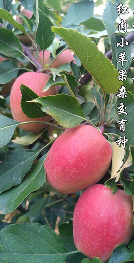 香妃苹果香妃苹果苗病虫害防治,矮化SH砧木宇宙脆苹果树苗