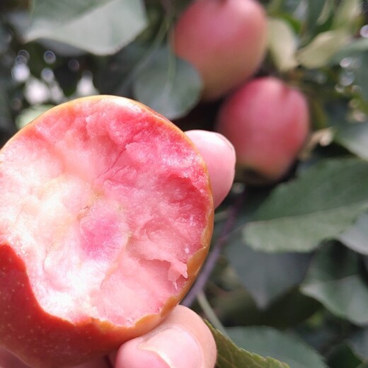 马克砧木红蜜脆苹果树苗,2公分大规模出售