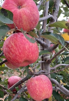 馬克嫁接冬日戀人蘋果樹苗南北方栽植當(dāng)年結(jié)果