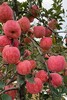 2公分雨露红苹果苗,马克砧木