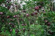 八棱海棠砧木土崎苹果树苗,7公分育苗