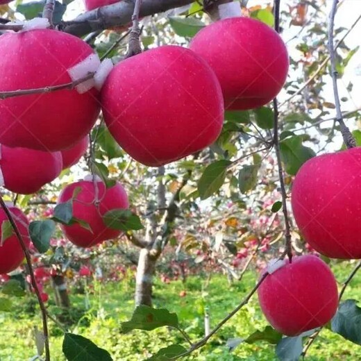 脱毒矮化秦月苹果树苗,2年生大规模出售