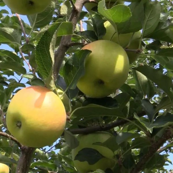 矮化m9t337砧木瑞阳苹果苗纺锤栽植技术,品种