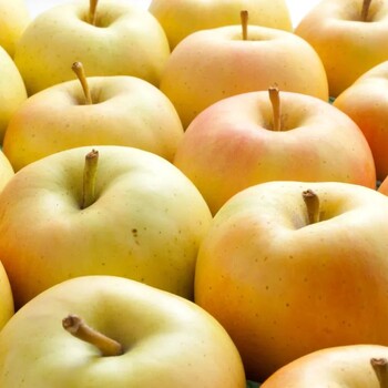 红思尼可苹果树苗品种说明,马克砧木嫁接维纳斯黄金苹果树苗