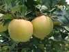 8公分新疆野苹果砧木明月苹果树苗,雨露红苹果苗