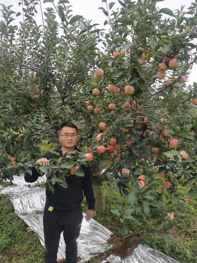 08的脱毒SH砧木香妃苹果香妃苹果苗,黄金奶油苹果苗