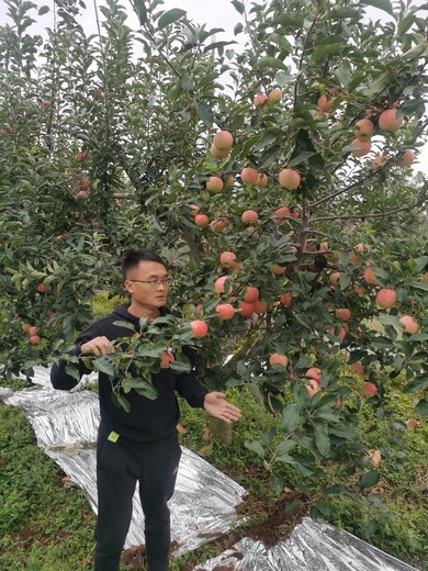 脱毒m9t337砧木土崎苹果树苗,3年生大规模出售