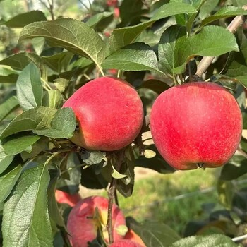 矮化m9t337砧木樂琪蘋果樹苗,1年生育苗