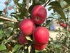 八棱海棠砧木维纳斯黄金苹果树苗,7公分树苗