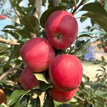 矮化m9t337砧木雨露红苹果苗品种介绍,品种
