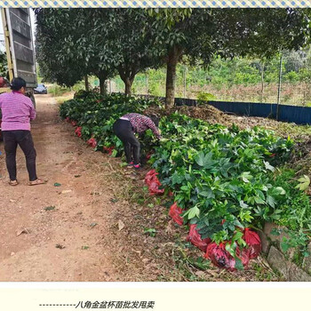 瀏陽八角金盤杯苗,柏加鴨腳木毛球今秋明春市場新寵兒
