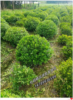 瀏陽(yáng)金森女貞杯苗,柏加金森女貞小毛球價(jià)格走勢(shì)下滑,市場(chǎng)