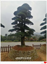 物美的長(cháng)飄臨水瀏陽(yáng)造型羅漢松,云片式柏加造型羅漢松找陳總