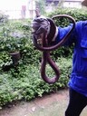 工廠上班時車間里爬進(jìn)來一條蛇怎么辦？樂業(yè)抓蛇教你幾招